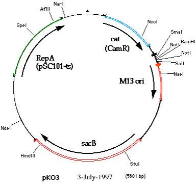 Genetic map of the 5.7 kb pKOV_unstuff vector