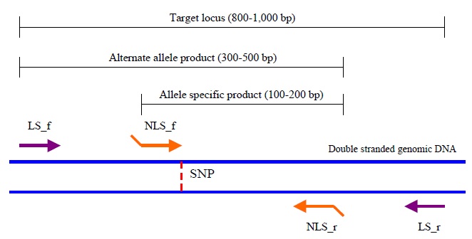 Outline of primer design for TSP